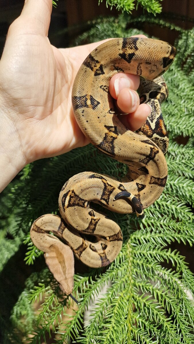 Mláďata hroznýše kralovskeho - 4