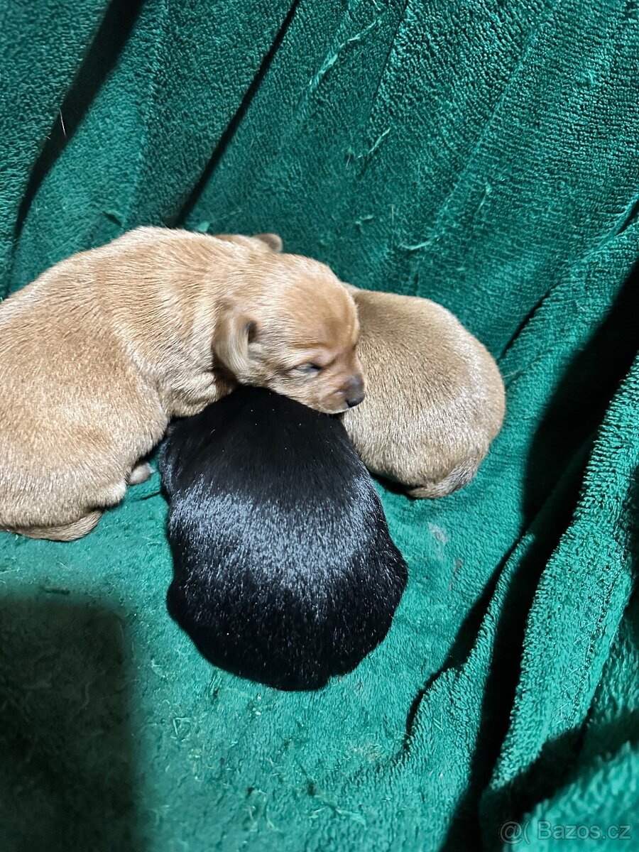 Pražský krysařík - 4