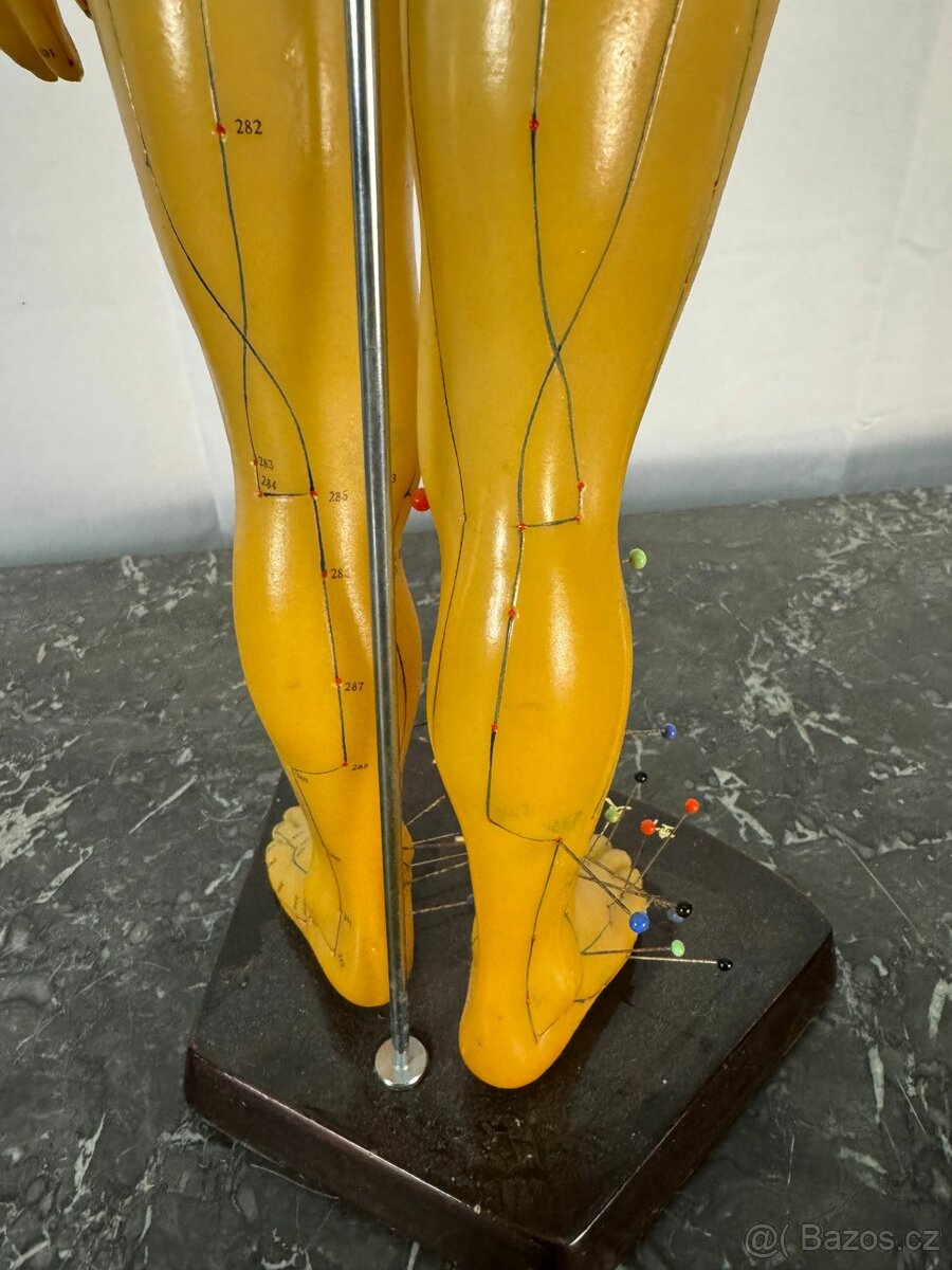 Akupunkturní model (520006) - 4
