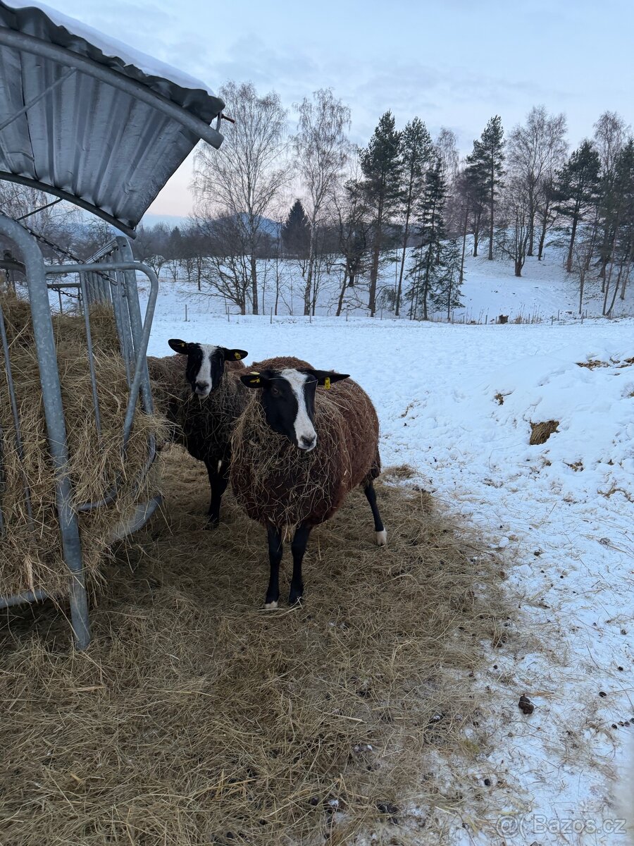 Ovečky Zwartbles - 4