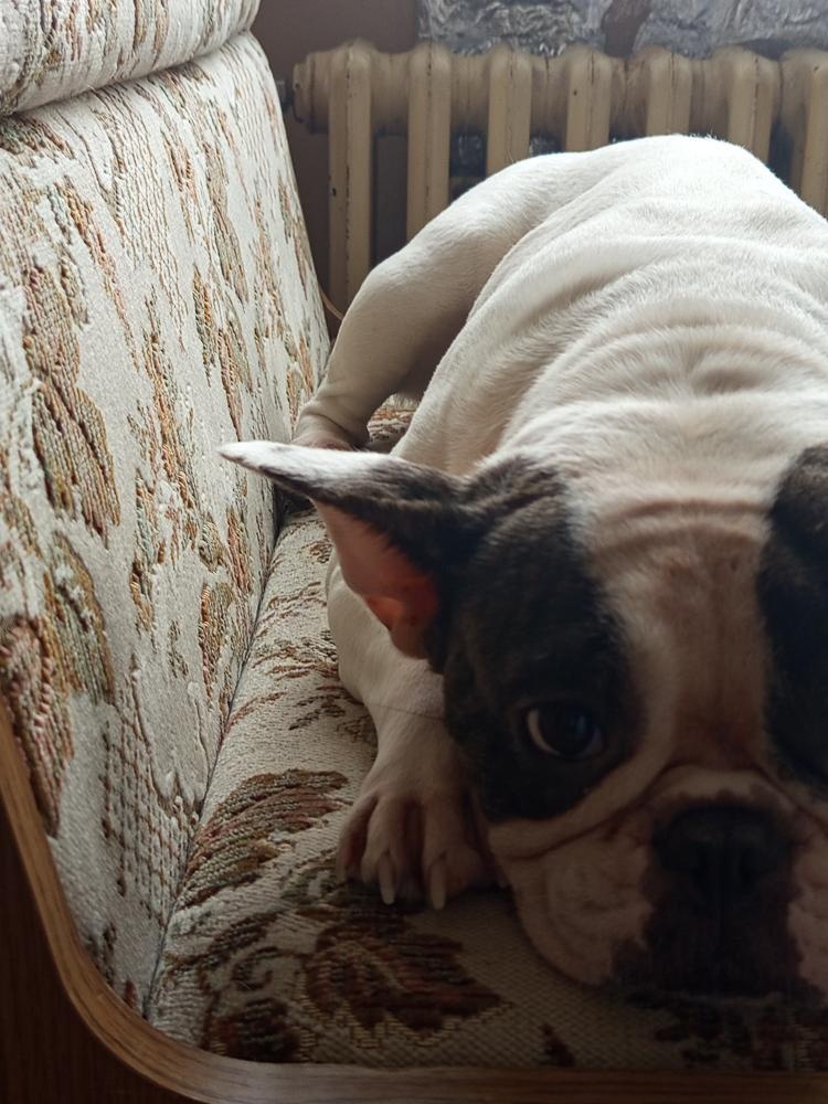 francouzský buldoček - 4