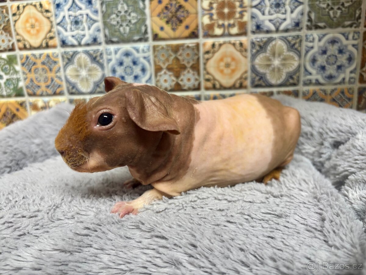 Skinny morče, sameček s PP - 4