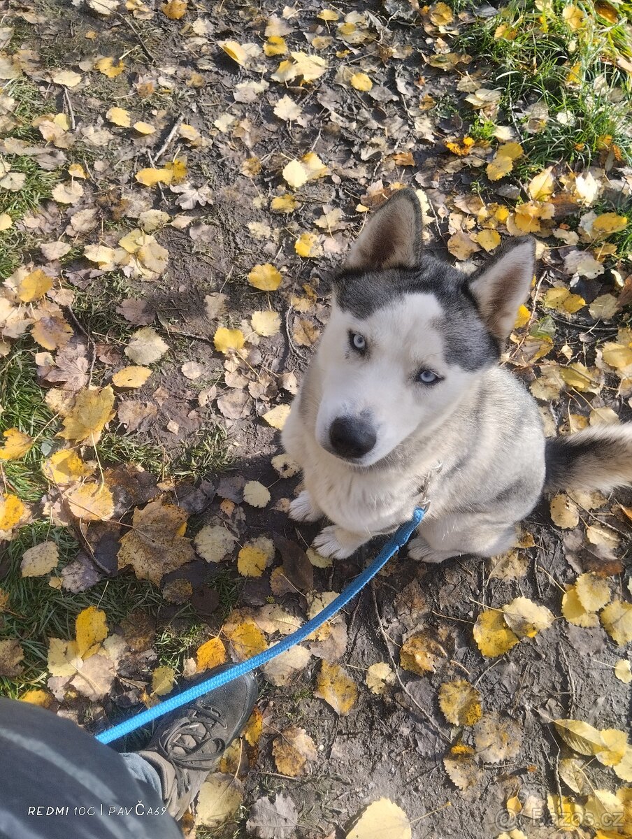 Daruji fenku sibiřský husky - 4