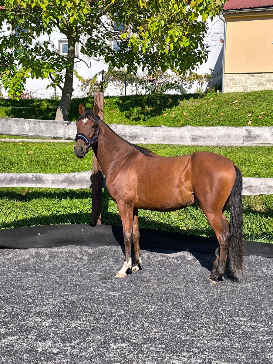 Figurantný 3r andalúzsky valach - 4