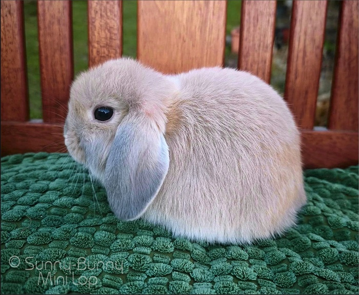 králíček MINILOP 💙 FLASH - 4