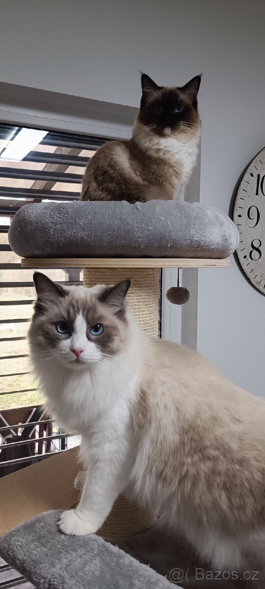 Prodám sourozence koček Ragdoll - 4
