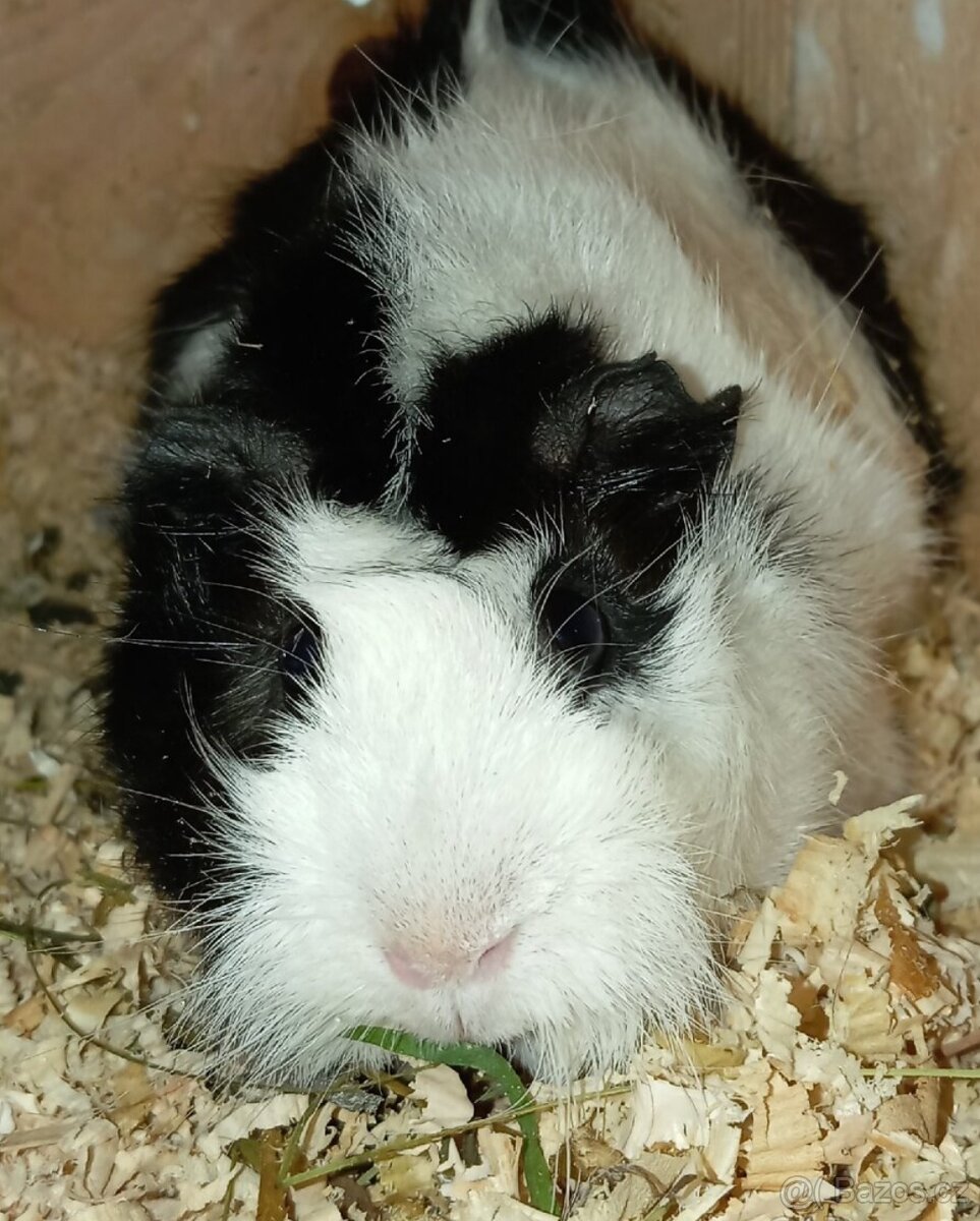 Morče rozetové samička - 4