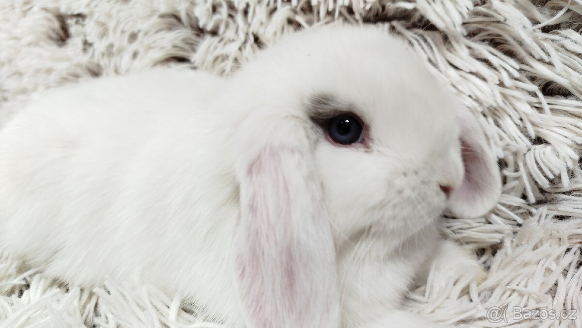 Zakrslý beránek, králíček, králík - FILIP - 4