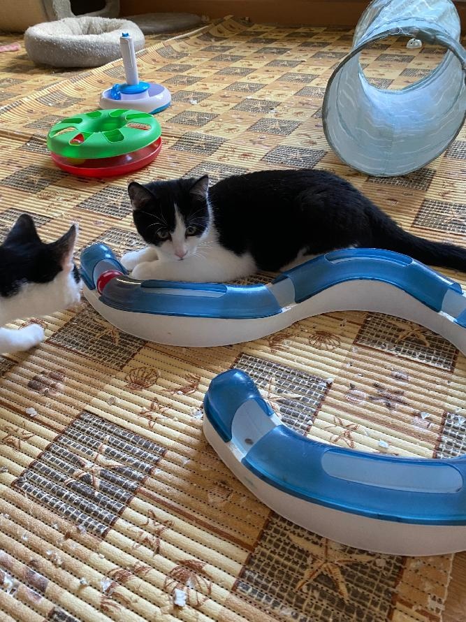 kotě kocourek Felix 4 měsíce - 4