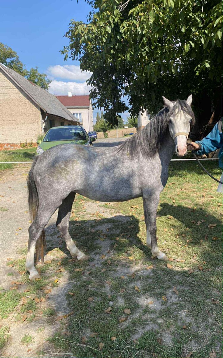 Na jaře 4 letá klisna WPBR - 4