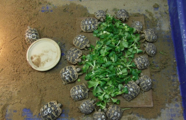 Želva zelenavá a vroubená, mláďata. - 4