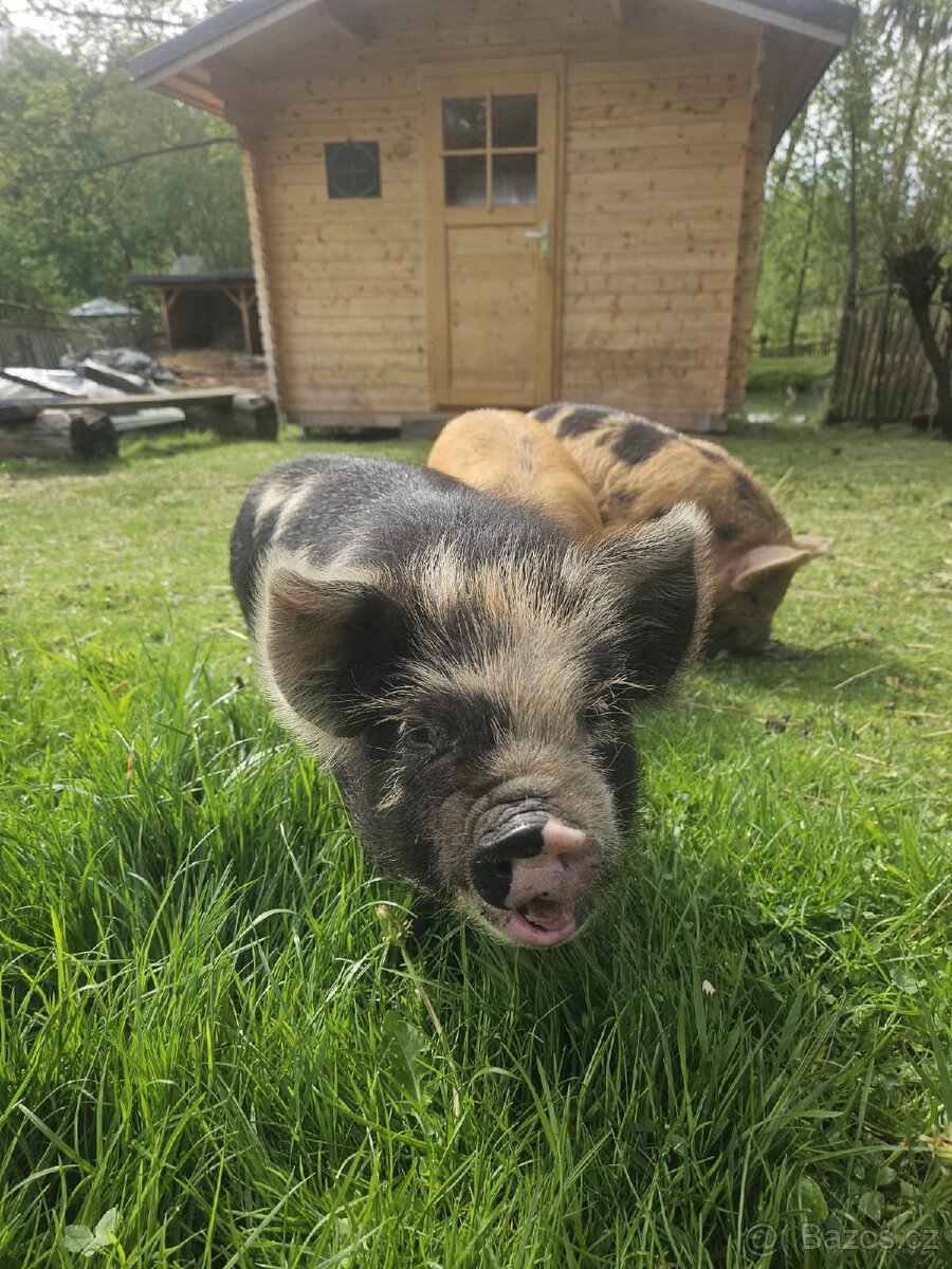 Selata kune kune - 4