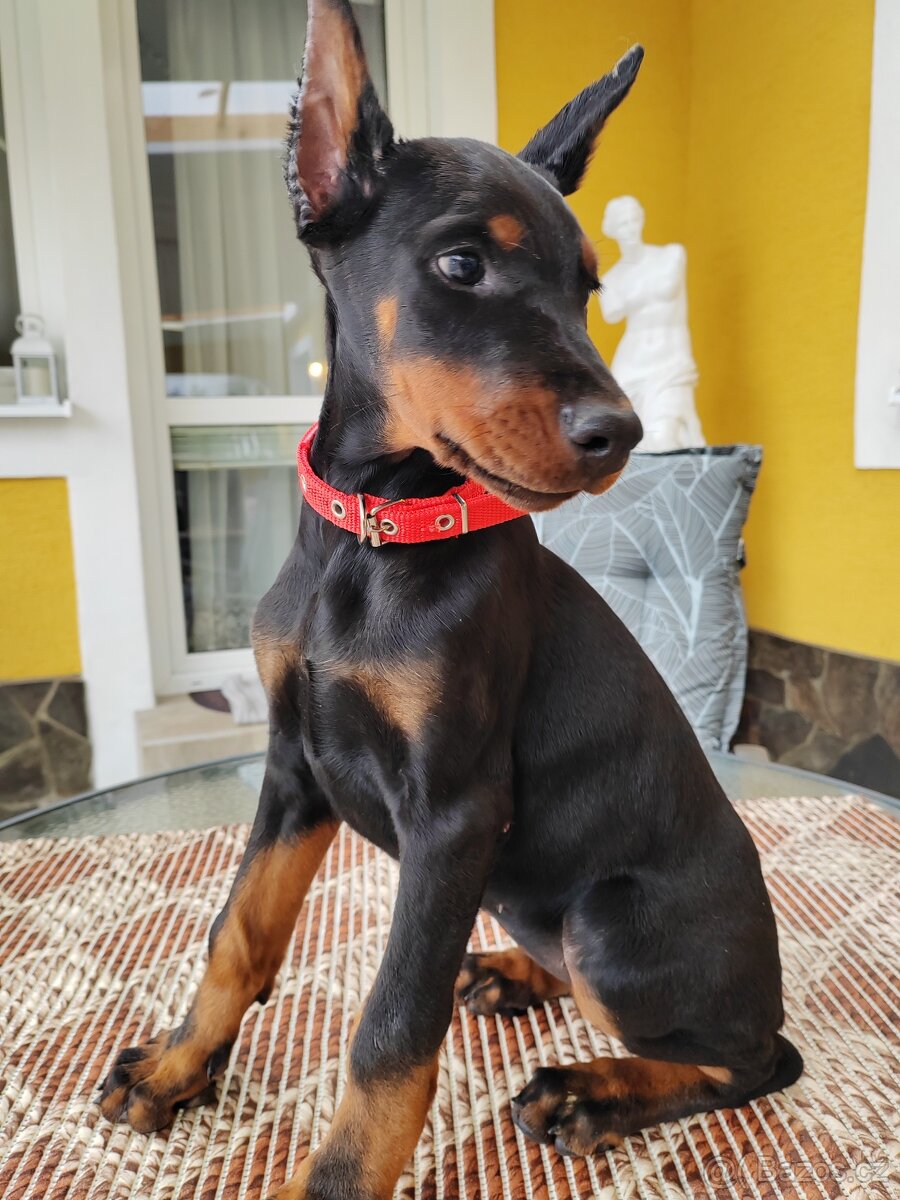 Doberman šteniatka s PP - 4
