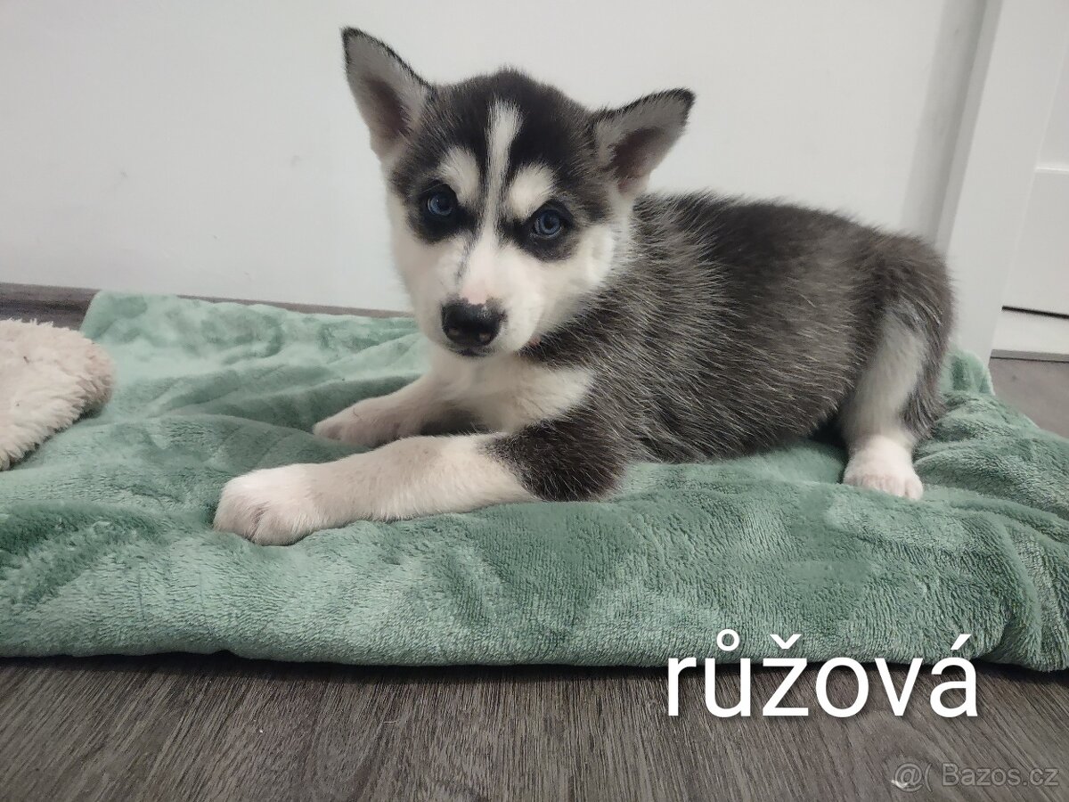 Sibiřský husky - 4