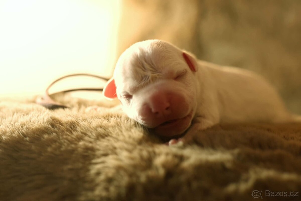 Americký stafordšírský teriér - štěňátka s PP - 4