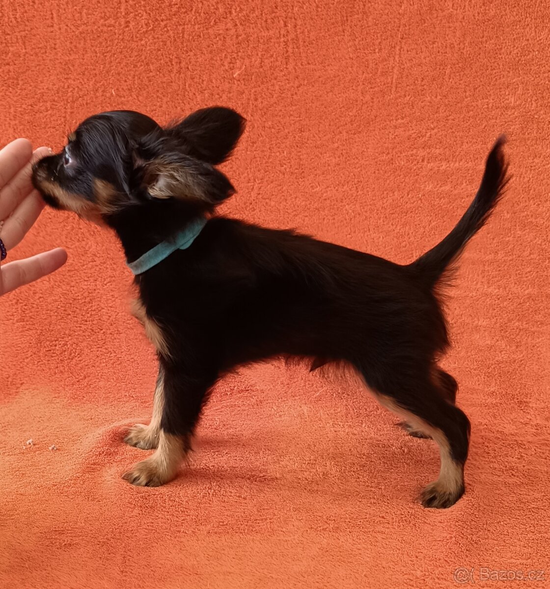 Ruský toy s PP - dlouhosrstý - 4