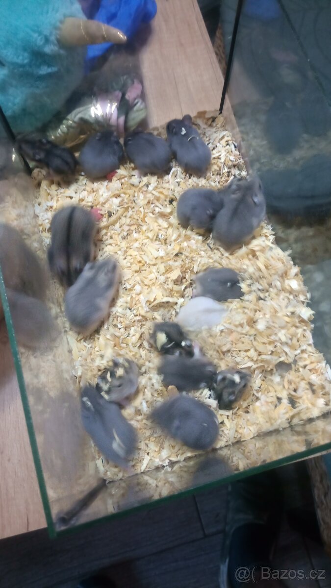 Dzungarsky křeček - 4