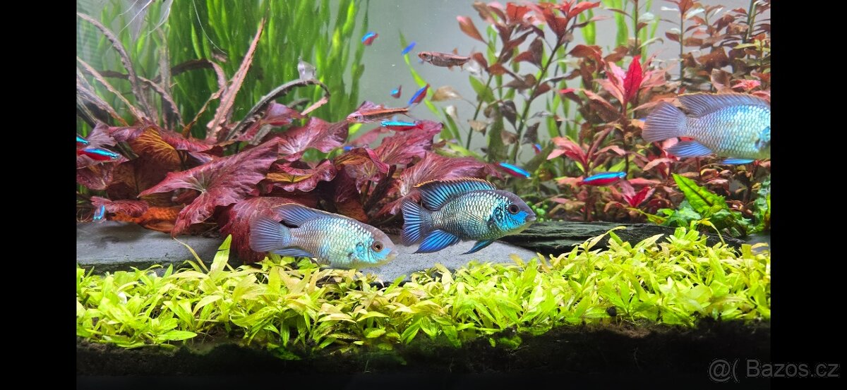 Akara blue electric - 4