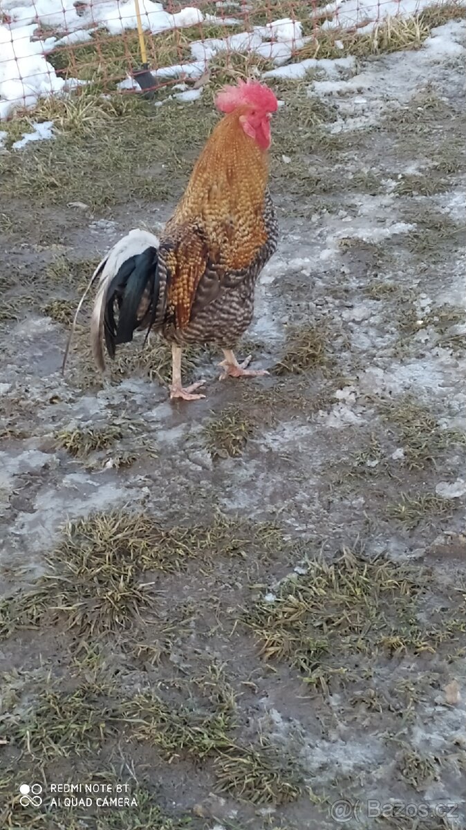 Kohouti - 4