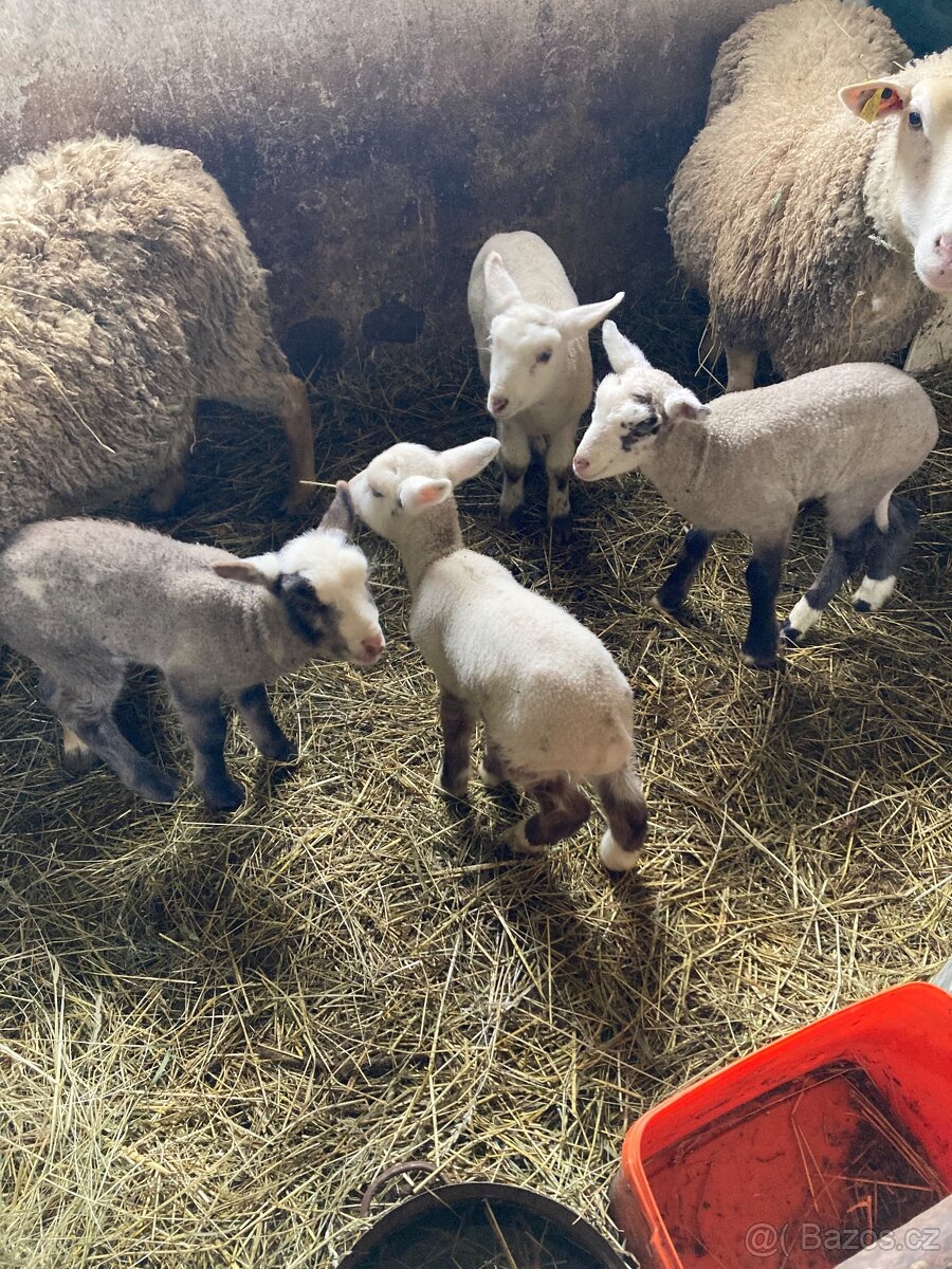 Prodám ovce + jehňata - 4
