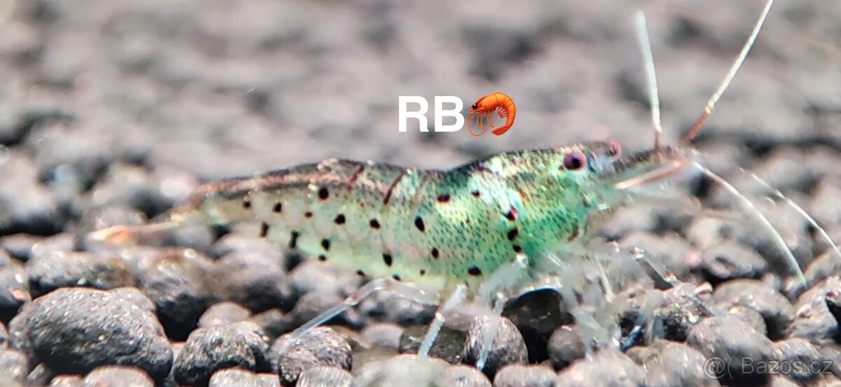 PREMIUM AKVA KREVETKY Caridina a Neocaridina -OLOMOUC - 4