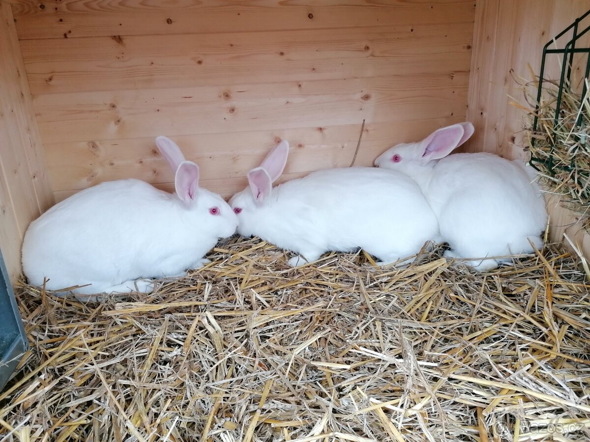 Francouzská Hyla - 4