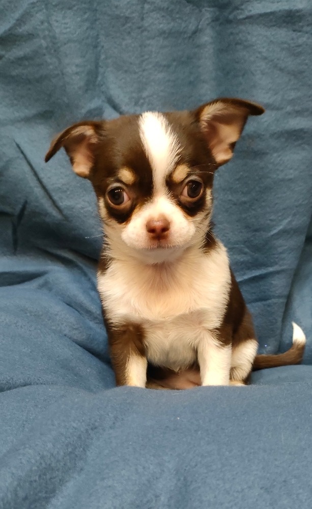 Čivava krátkosrstá - 4