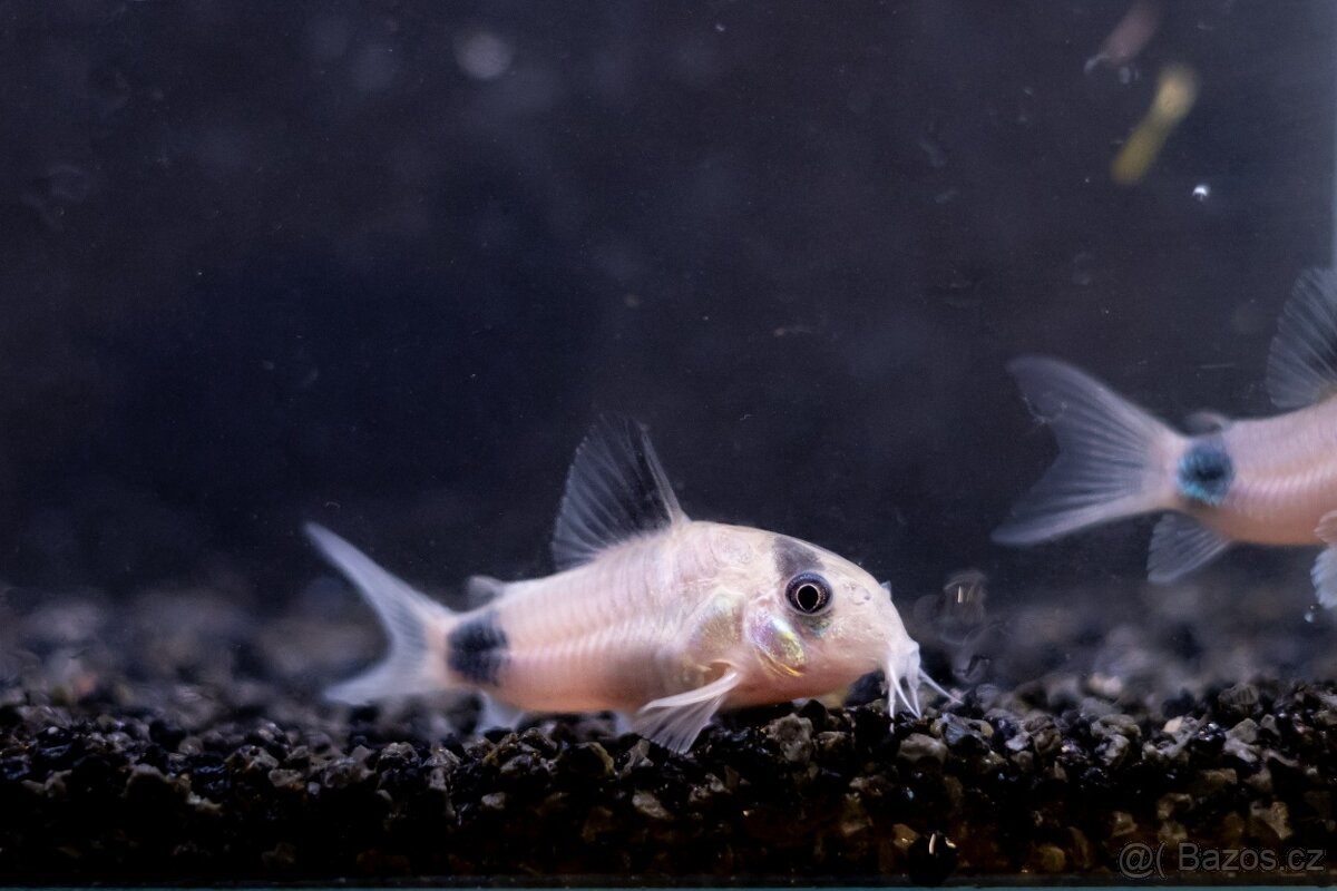 Prodám z odchovny akvarijní rybičky - 4