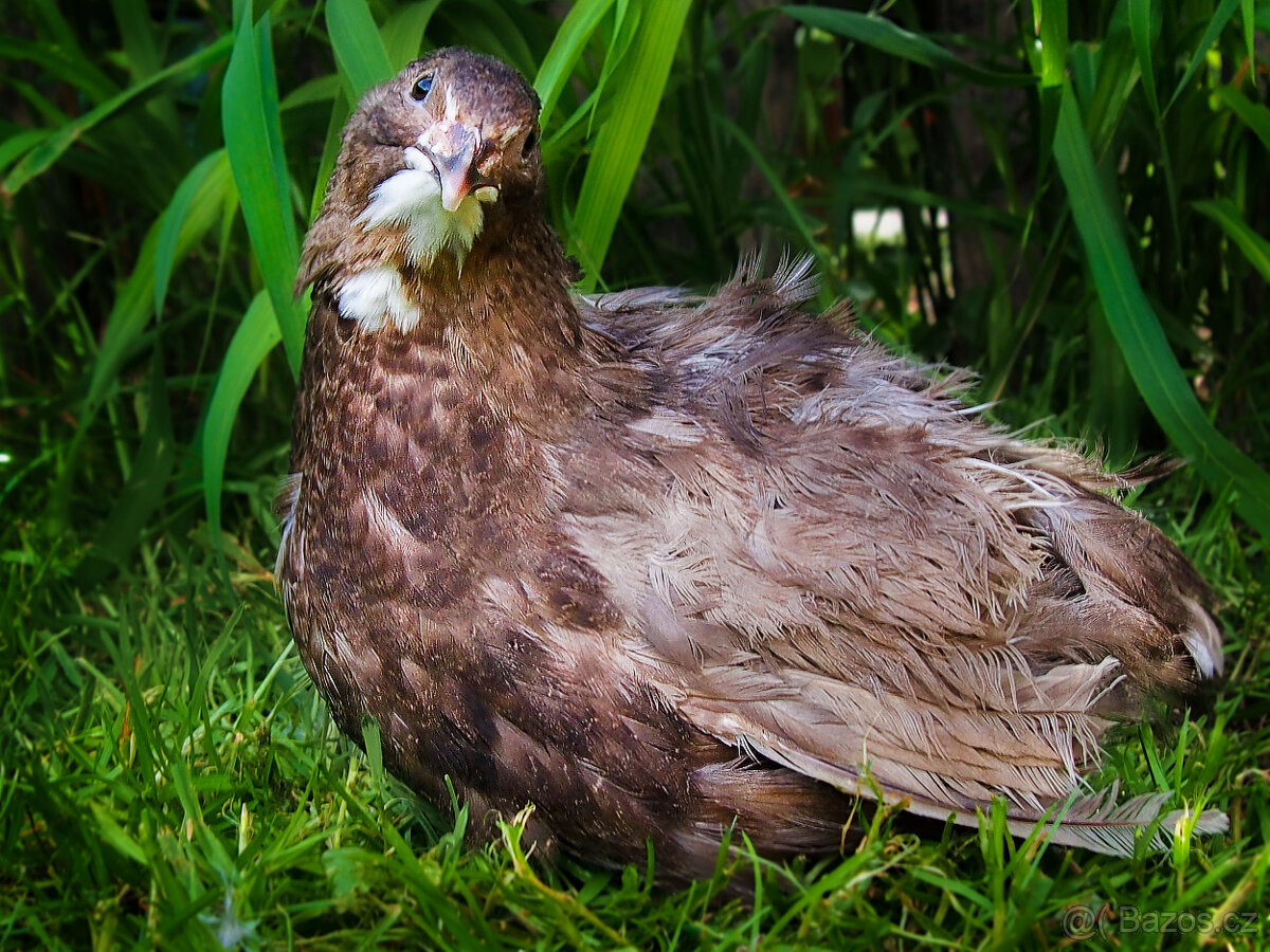 Amerika Mix křepelka - Vejce do líhně + Topný sáček - 4