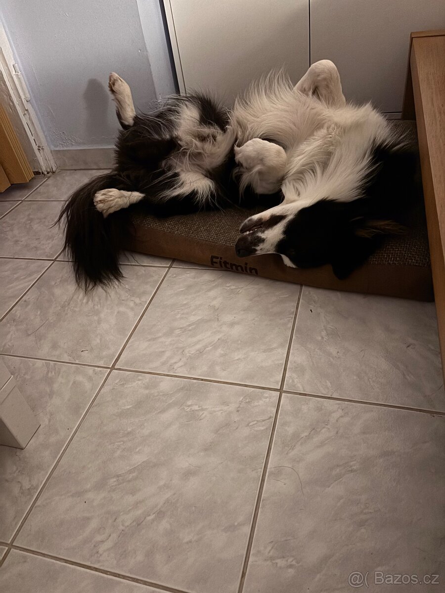 Border kolie- daruji - 4