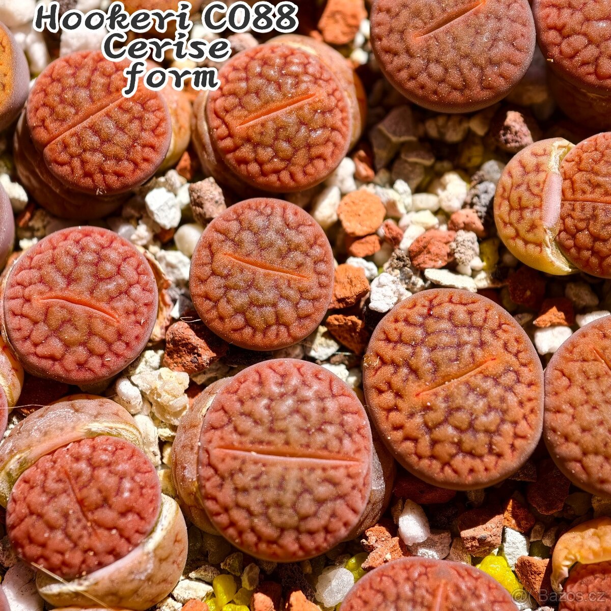 Lithops a Conophytum - 4