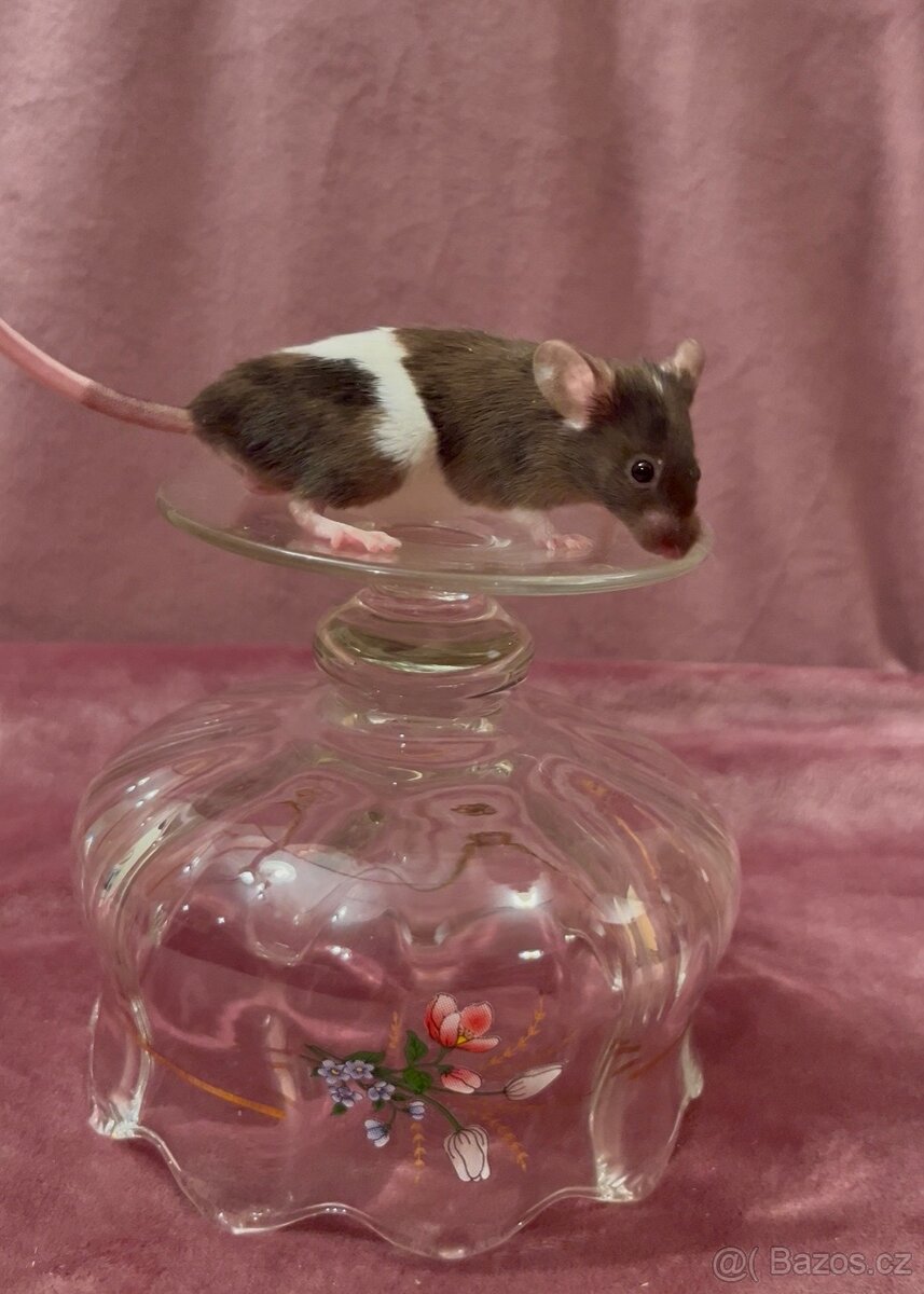 MYŠ BAREVNÁ - SPĚCHÁ - 4