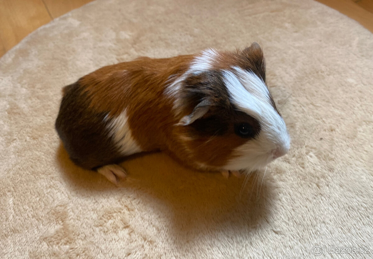 Volná morčátka k odběru - 4