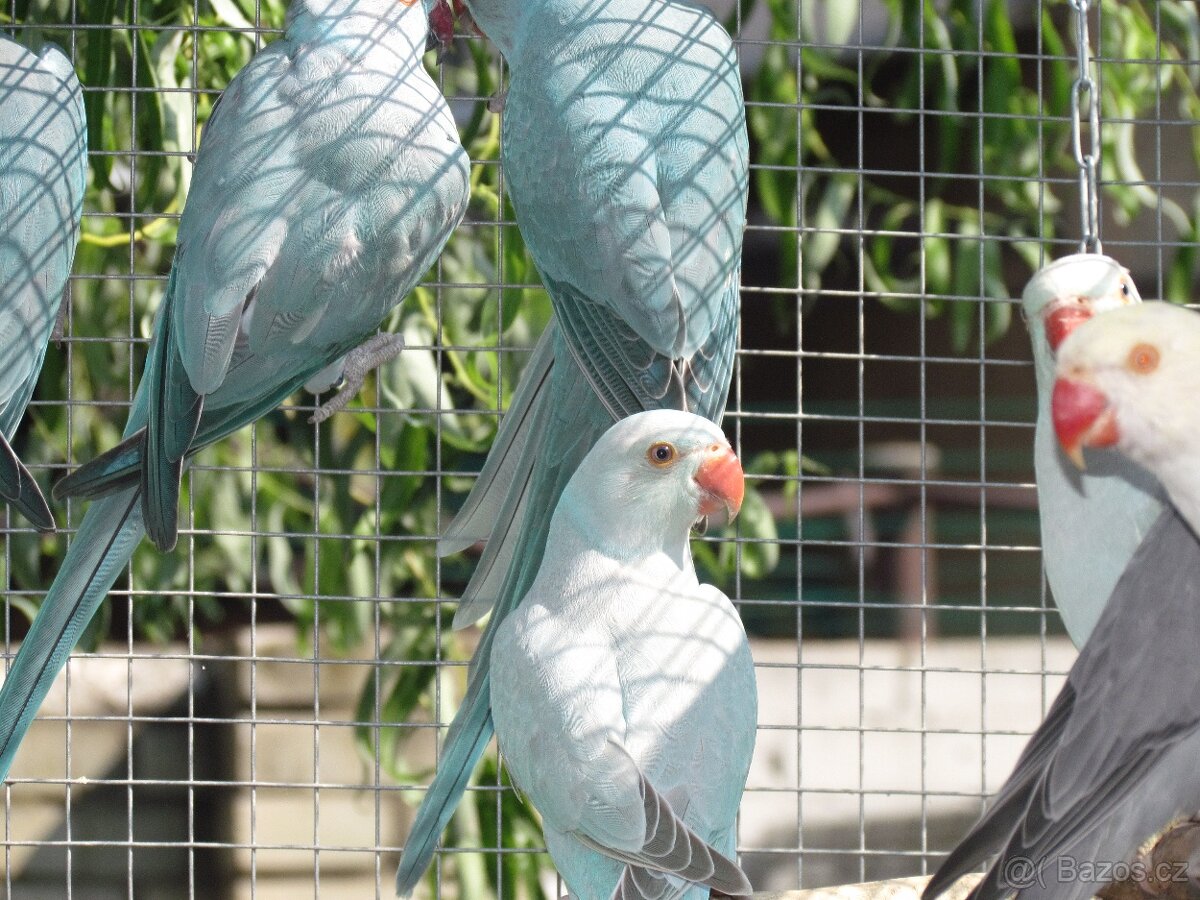 Prodám Alexandry malé 2025 - 4