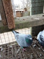 Prodam holuby giganty, americké výstavní a kalifornské - 4