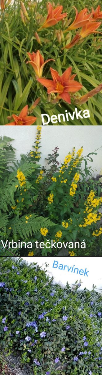 Mix trvalek - vyšší trvalky odkopky - 4