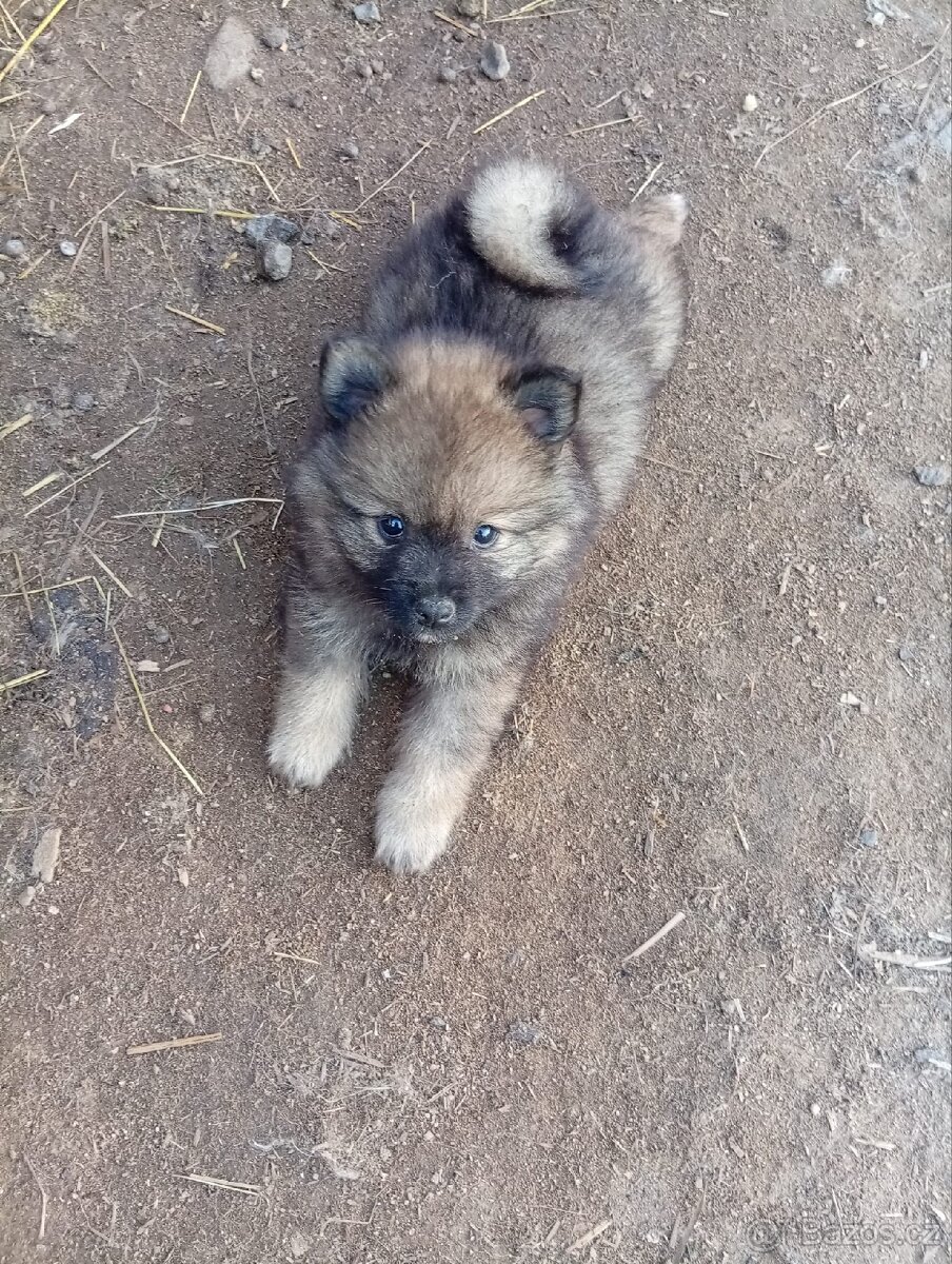 Německý špic/Pomeranian - 4