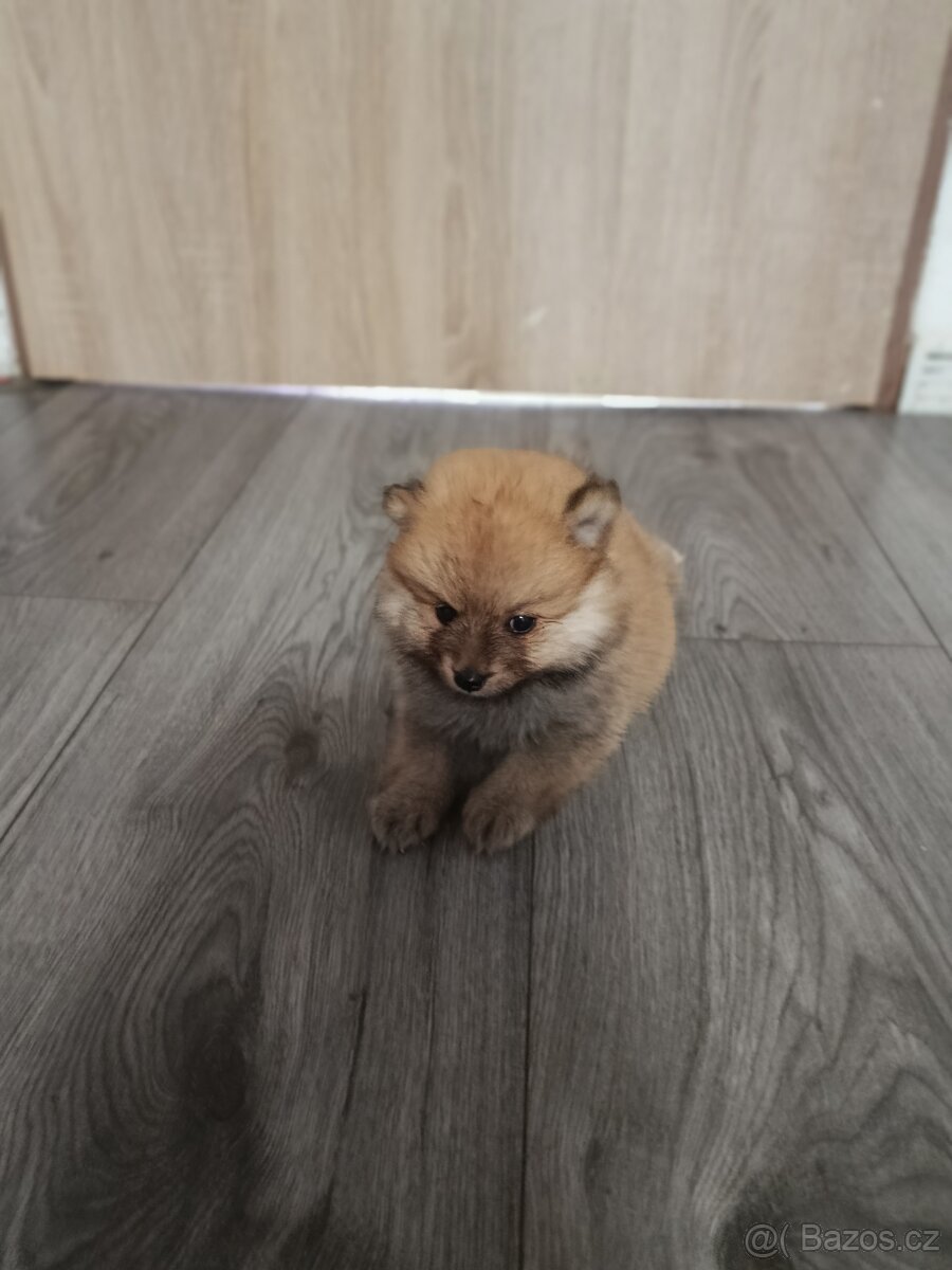 Pomeranian - 4