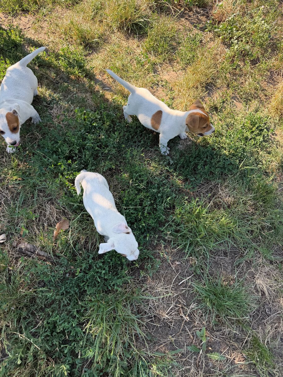 Jack Russell - 4