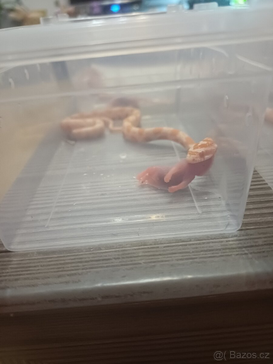 Užovka červená - 4