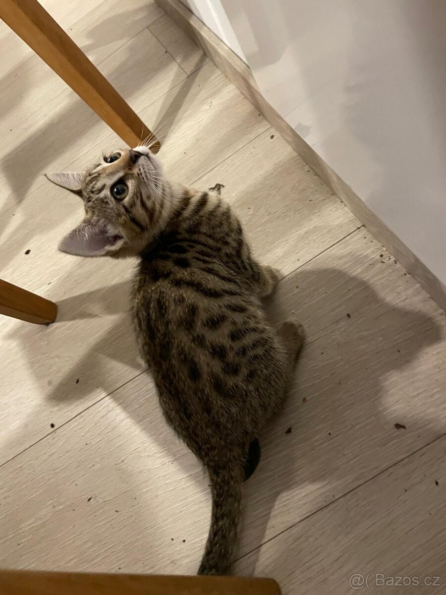 50% bengálské kotě - 4