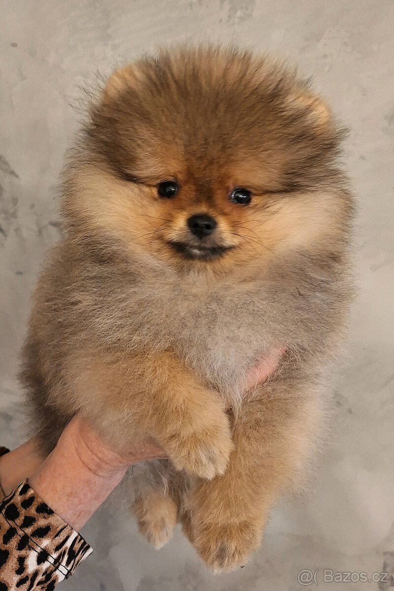 Pomeranian s PP - 4