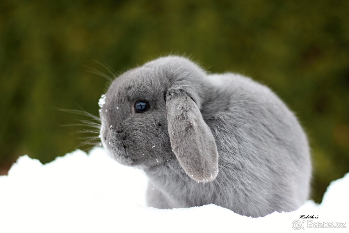 Zakrslý modrý beránek - 4