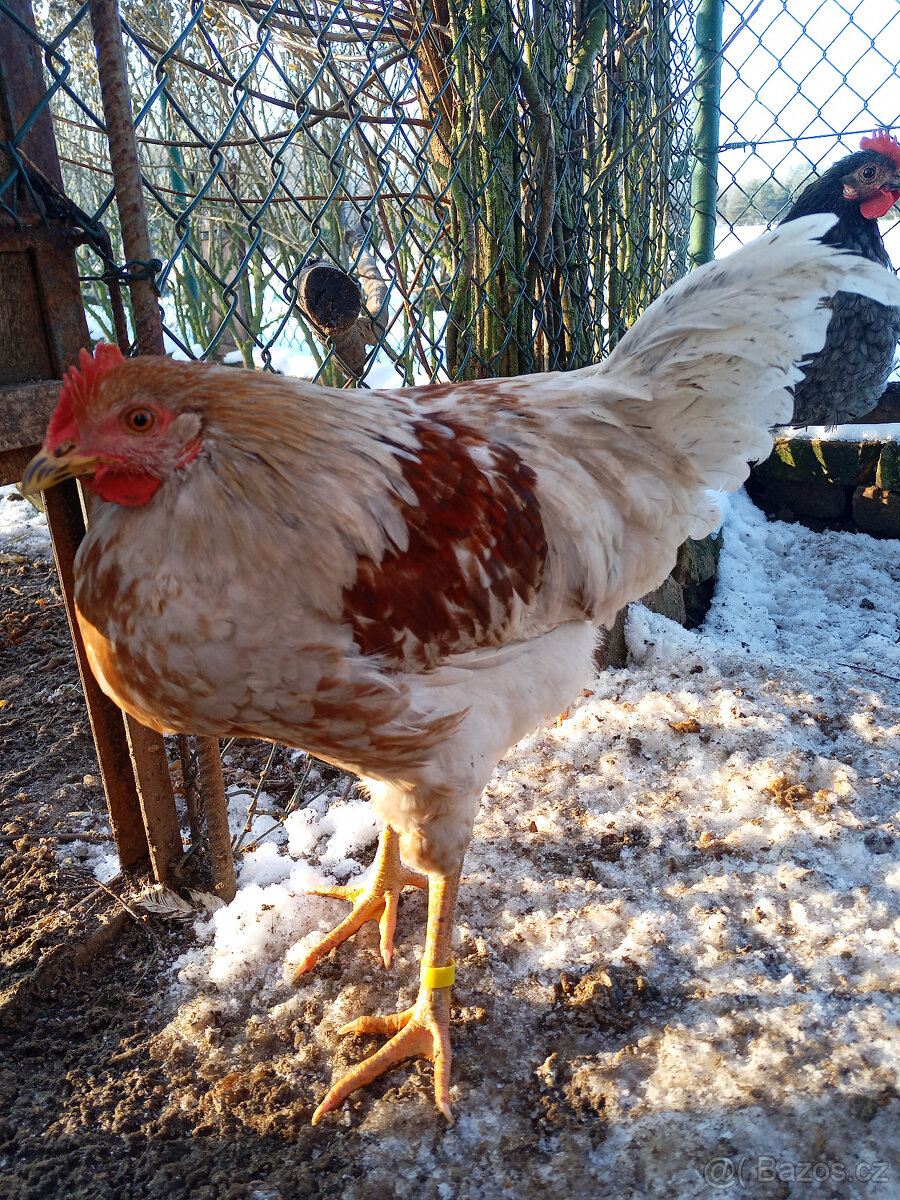 Kohouti ke slepicím - 4