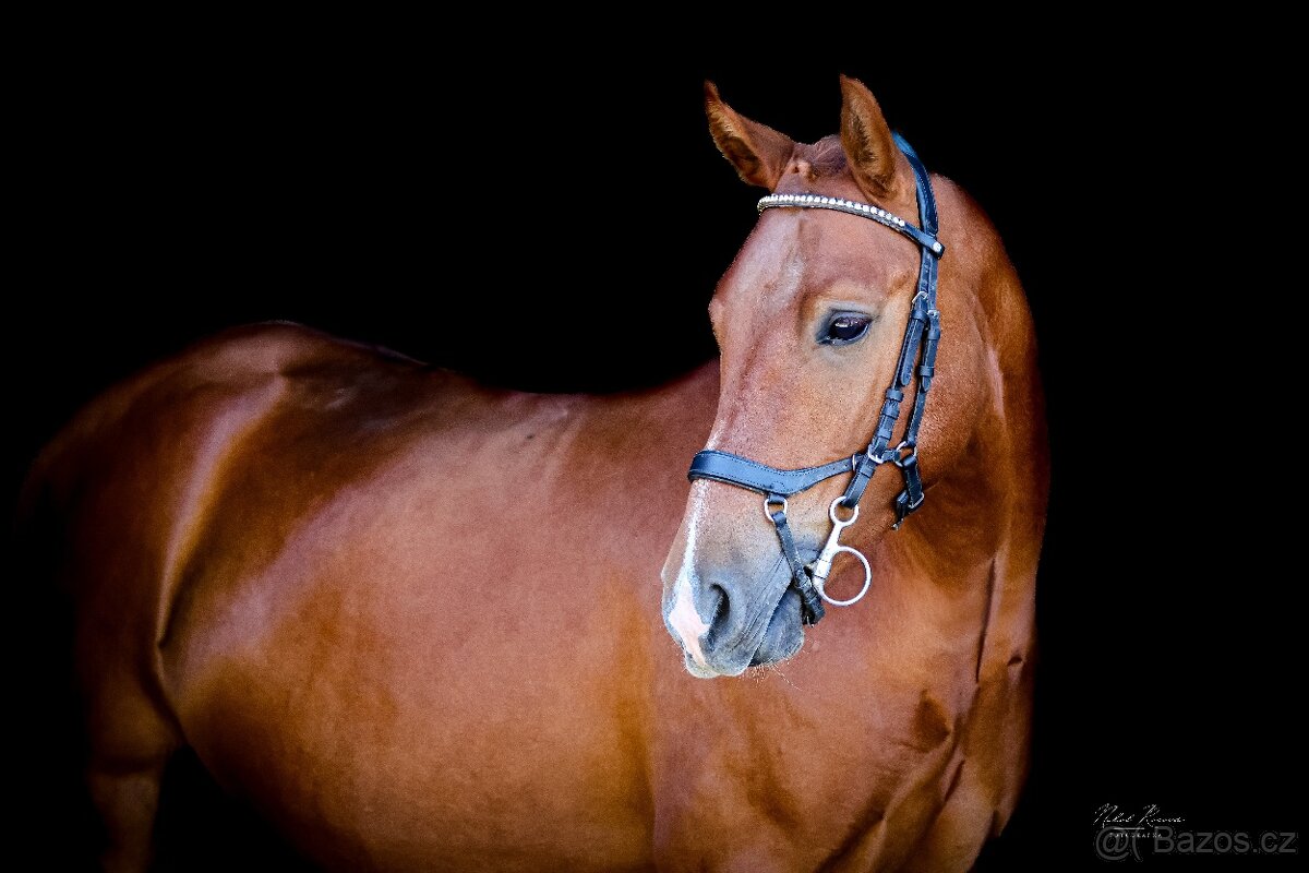 Pony do sportu ,valach 135cm - 4