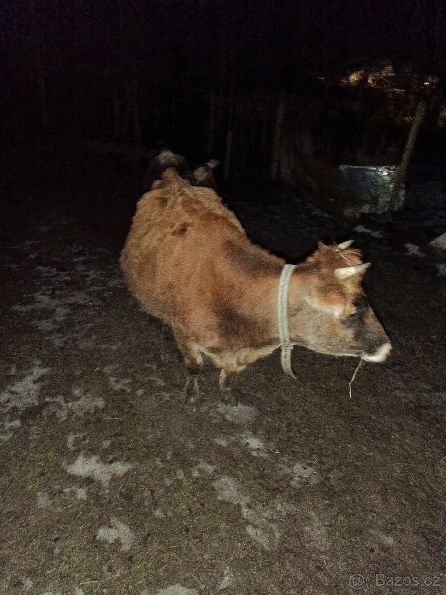 Březí jalovice Yersey - 4