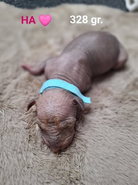 Peruánský naháč střední - 4