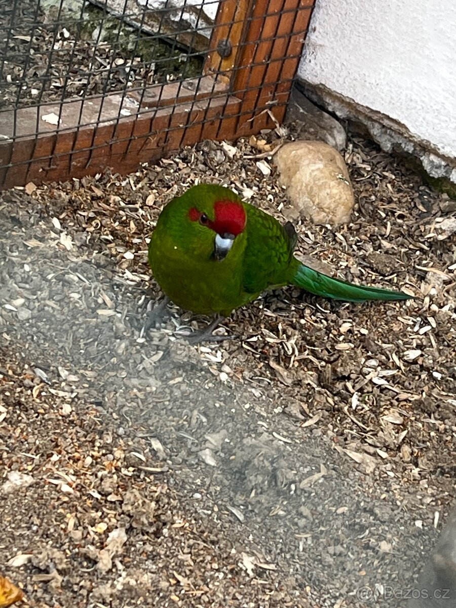 Kakariki - 4