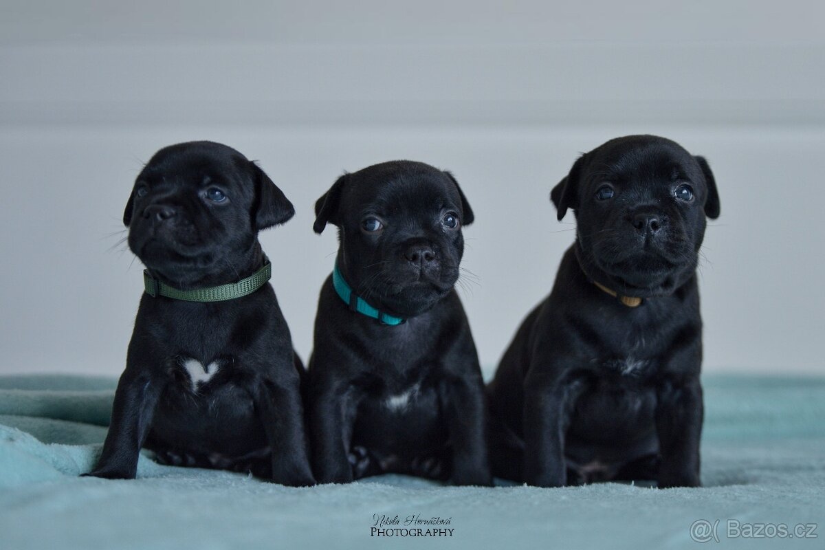 Staffordshire bullterier s pp FCI - 4