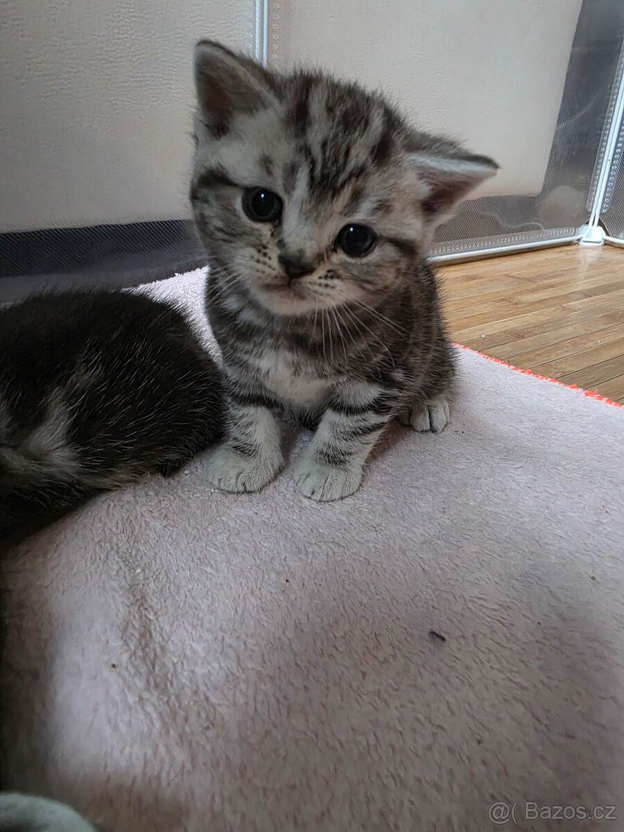 Britská kotatka - 4